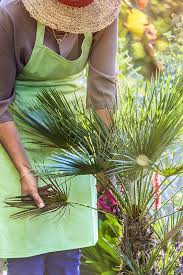 Pour recréer cette ambiance au balcon, aux abords d'une piscine ou dans votre intérieur, pensez à la. Comment Tailler Un Palmier Palmiers Et Compagnie