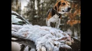 Dogs and puppies cats and kittens horses rabbits birds snakes. Hunting Beagles For Sale In Michigan 07 2021