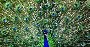 Peacock information for kids that's interesting and fascinating. Male Peacock Feathers May Have Lost Their Sexy Wired