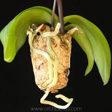 Almost overnight, her leaves began to turn yellow, all her roots rotted dead and dehydrated leaves. Limp Leaves Signal A Watering Problem How To Water For Healthy Orchids