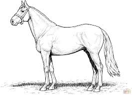 Welcome back the warm weather with these spring coloring sheets. Horse Stallion Coloring Page Free Printable Coloring Pages Horse Coloring Pages Horse Coloring Horse Coloring Books
