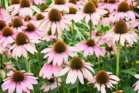 If you love flowers and want continuous blooms in your garden, this is for you. Perennials Tolerant Of Drought Drought Tolerant Perennials For Zone 7 Climates