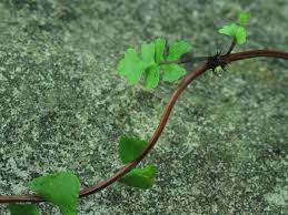 Image result for Asplenium goetzei