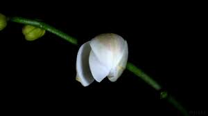 We regularly add new gif animations about and. Flower Animated Gifs At Best Animations Blooming Orchid Virtual Flowers Small Yellow Flowers
