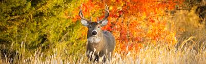 Download Hunt By Species Deer Montana Fwp