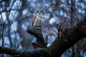 Larry bird, 64 basketball player. Twitter Is Turning Birds Into Celebrities And Birders Against One Another The New York Times