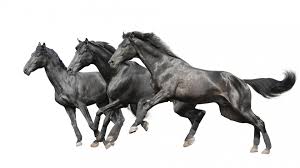 Black And White Horse Images Hd Horse Power Horses Animals White Horses