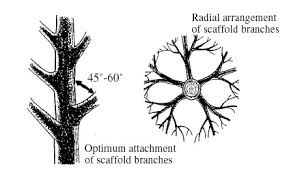 A Guide To Successful Pruning Pruning Deciduous Trees Vce Publications Virginia Tech