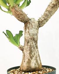 Image result for Euphorbia fanshawei