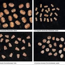 Image result for Indigofera dendroides