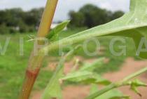 Image result for Oxygonum