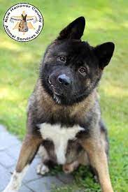 Completing an adoption request is the first step in our process and does not commit you to an adoption. Wilmington Nc Akita Meet A380341 A Pet For Adoption