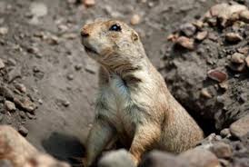 What spell repairls broken bones? What Is The Meaning Of Gopher Question About English Us Hinative