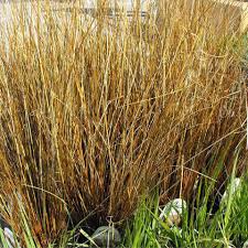 Image result for Pycreus gracillimus