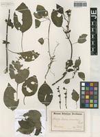 Image result for Calvoa orientalis