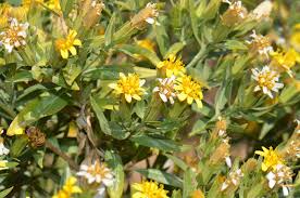 Image result for Tridactyle filifolia