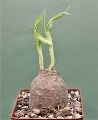 Image result for Stathmostelma fornicatum