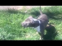 Pitbulls with blue noses looks undeniably beautiful, and the puppies are even more adorable. Red Nose Pitbull Puppies For Sale Craigslist 06 2021