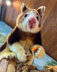 Image result for tree kangaroo