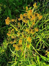 Image result for Cyperus costatus