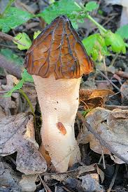 Image result for z p%u0159ednice jedovat 