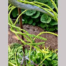 Image result for Asparagus devenishii