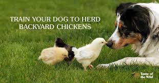 Train Your Dog To Herd Backyard Chickens Taste Of The Wild