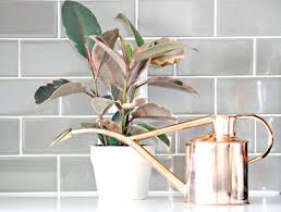 Propagating the baby rubber plant is as easy as taking a few tip, leaf or stem cuttings. Ruby The Rubber Plant Green Obsessions