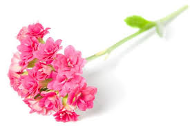 We did not find results for: An In Depth Classification Of The Different Types Of Flowers Gardenerdy