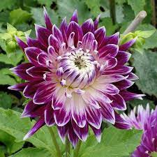 Vancouver Dahlie Dahliadahlie Dahlia Vancouver Dahlia Vancouver Dahlia Bloemen Paarse Bloemen Dahlia