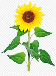We did not find results for: Drawing Of Family Png Download 1000 1350 Free Transparent Common Sunflower Png Download Cleanpng Kisspng