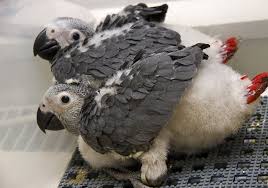 These African Grey Parrot Chicks Are Already Showing Their Telltale Bright Red Tails And Easy Way To Distinguish T African Grey Parrot African Grey Pet Birds
