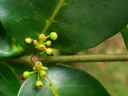 Image result for Pyrostria bibracteata