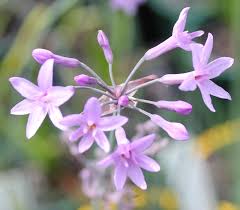 Image result for Tulbaghia cameronii