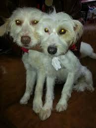 Acil Yuva Sevimli Terrierler Barinaktan Cikartildi Dogs Animals Sale