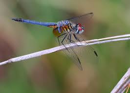 We did not find results for: Blue Dasher Dragonflies And Damselflies Of Alabama Inaturalist