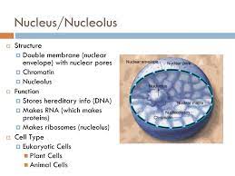 Maybe you would like to learn more about one of these? Nucleus Nucleolus Structure Ppt Download