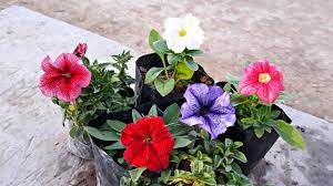 Begonia Flower In Hindi Meaning Flowers Lover