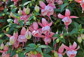 The best time to plant your fuchsias is early to mid spring. Getting The Best From Fuchsias Garden World
