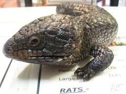 Maybe you would like to learn more about one of these? Shingleback Sympy Tail Lizard For Sale In Dennington Victoria Classified Australialisted Com