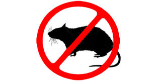 The Animal Welfare Act Claims Rats And Mice Are Not Animals Why Aren T Researchers Protesting This Idiocy Animal Welfare Act Animal Welfare Animals Wild