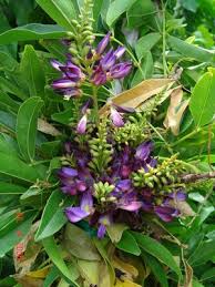 Image result for Millettia