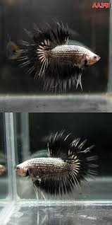 Fwbettasct1427882336 Black Dragon Bf Ct Male Aa391 Crowntail Bettas Pinterest Betta