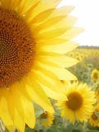 The Tasty Alternative Gluten Free Dairy Free Cane Sugar Free Cuisine Happy Flowers Sunflower Sunflowers And Daisies