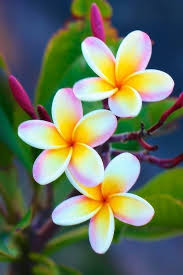 Plumeria O Flor De Mayo Flores Plumeria Flores De Amor Flores Bonitas