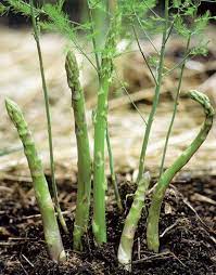Asparagus Cultivation Information Guide Agri Farming