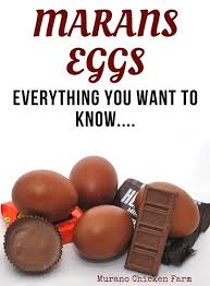Marans Egg Facts And Myths Murano Chicken Farm