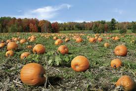 Why not try growing your own pumpkins? How To Grow Great Pumpkins Finegardening