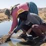 Cambio climático y saberes ancestrales: la milpa centroamericana frente al desafío