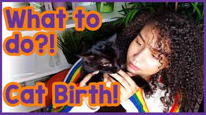 Check spelling or type a new query. How To Help A Pregnant Cat Pregnant Cat Care 101 Youtube